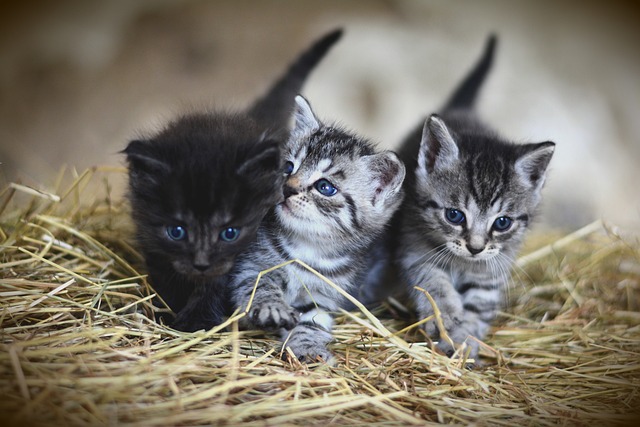 Playful Marmalade Cats