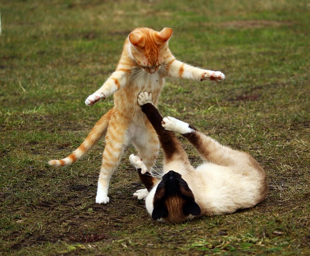 Playful Marmalade Cats