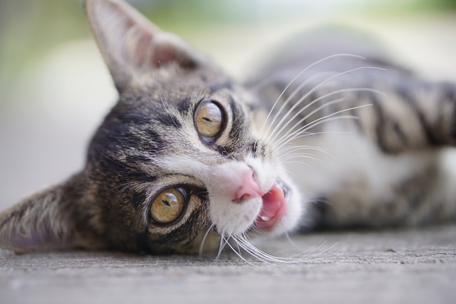 Playful Marmalade Cats