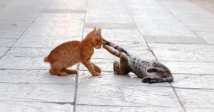 playful-marmalade-cats-640x480-21117284.jpeg
