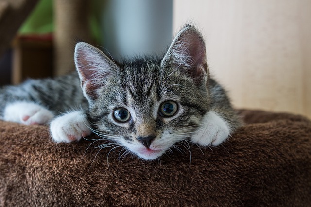 Playful Marmalade Cats