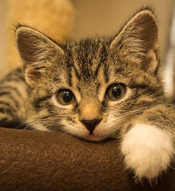 playful-marmalade-cats-640x480-23940993.jpeg