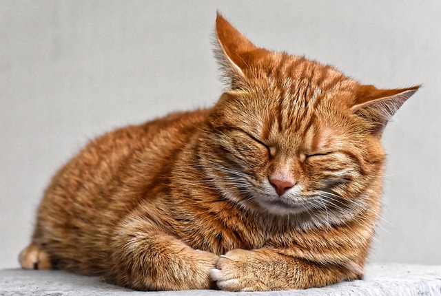 Playful Marmalade Cats