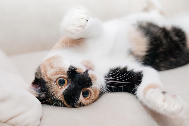 Playful Marmalade Cats