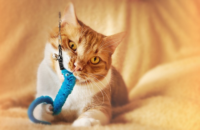 Unveiling the Charm of Playful Marmalade Cats: History, Care, and Community