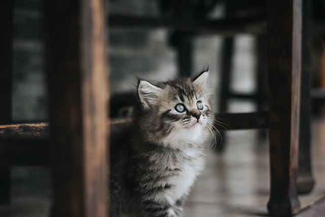 Playful Marmalade Cats