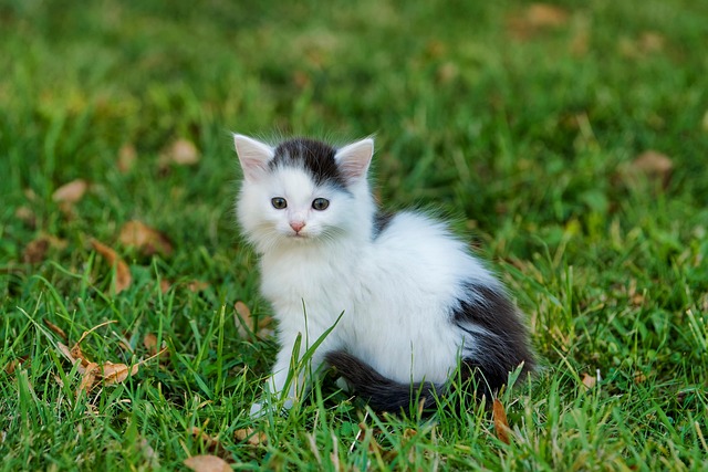 playful-marmalade-cats-640x480-3243748.jpeg