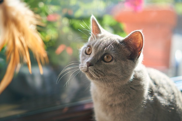 Playful Marmalade Cats