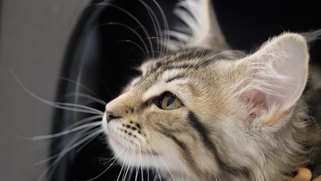 Playful Marmalade Cats