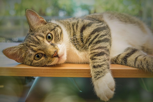 Playful Marmalade Cats