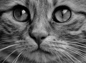 playful-marmalade-cats-640x480-51729856.jpeg