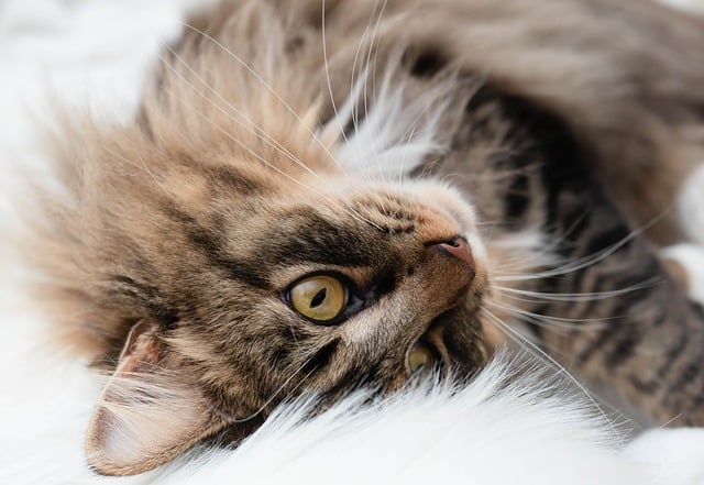 Playful Marmalade Cats