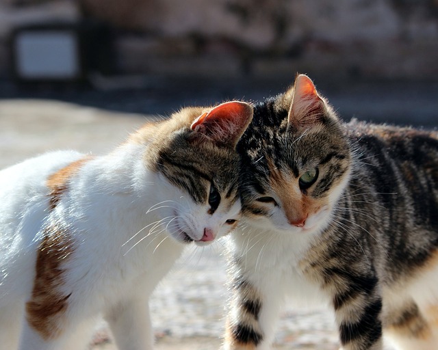 Playful Marmalade Cats