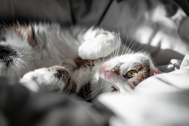Playful Marmalade Cats