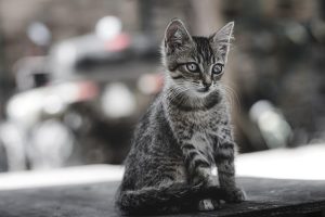 playful-marmalade-cats-640x480-66640484.jpeg