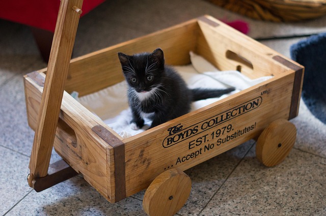 Playful Marmalade Cats