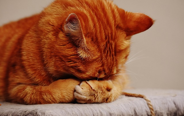 Playful Marmalade Cats
