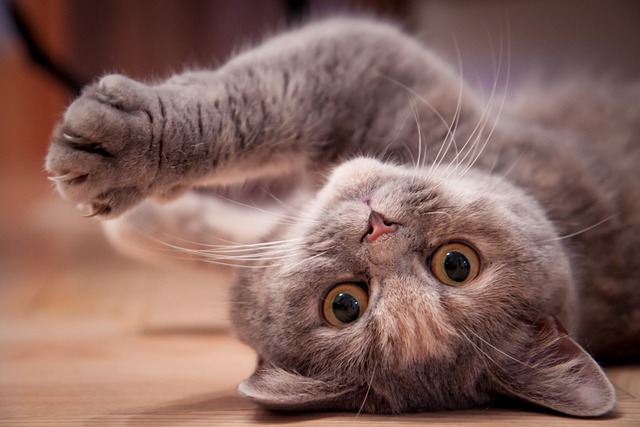 playful-marmalade-cats-640x480-80858760.jpeg