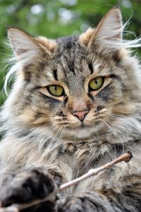 playful-marmalade-cats-640x480-81391912.jpeg