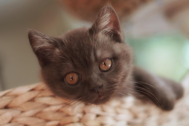 Playful Marmalade Cats