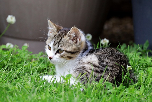 playful-marmalade-cats-640x480-81833137.jpeg