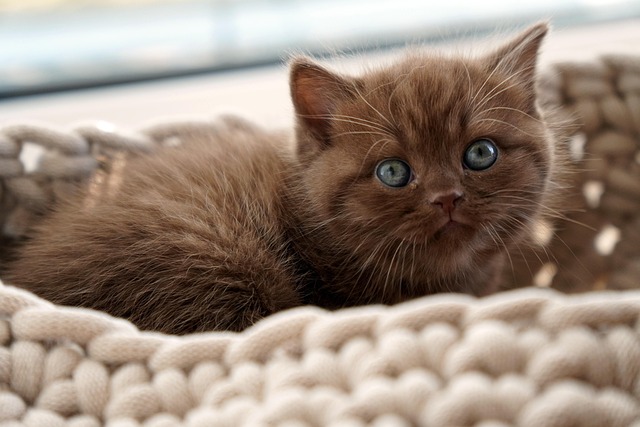 Playful Marmalade Cats