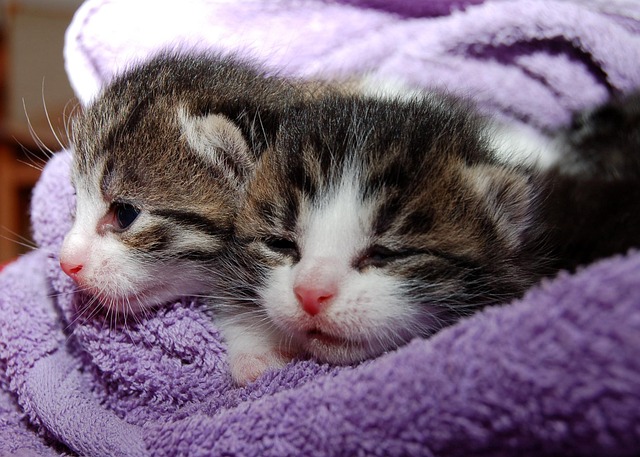 Playful Marmalade Cats