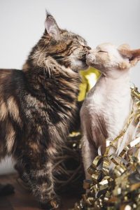 playful-marmalade-cats-640x480-84109581.jpeg