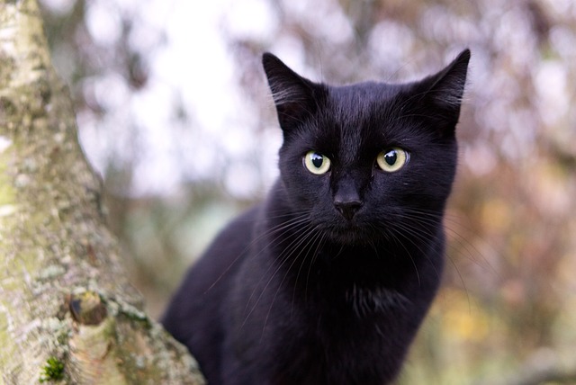 playful-marmalade-cats-640x480-86678948.jpeg