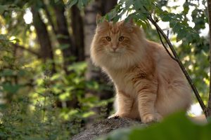 playful-marmalade-cats-640x480-94553479.jpeg