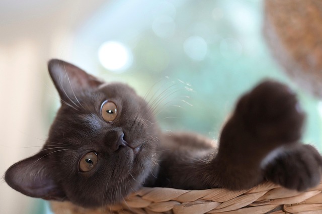 Playful Marmalade Cats