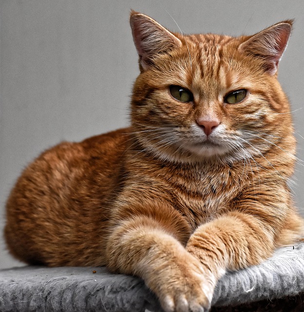 Playful Marmalade Cats