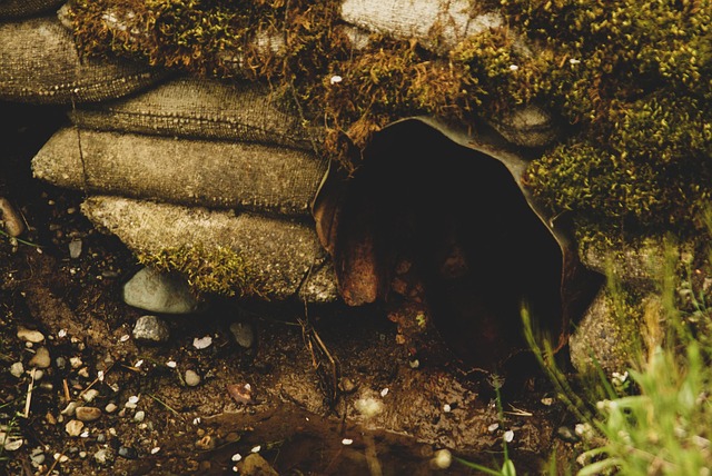 Expert Toilet Repair Services: Fixing Clogs, Leaks, and More