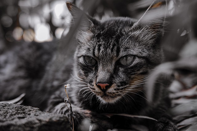 Tabby Cats