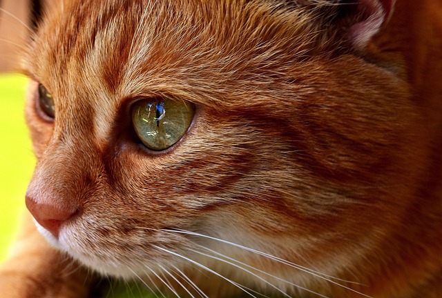 Tabby Cats