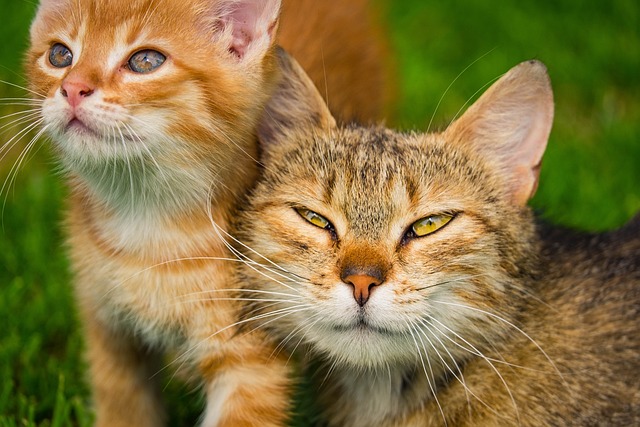 Tabby Cats