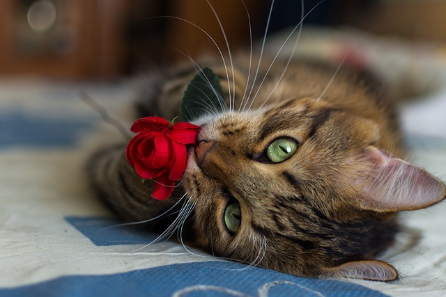 Tabby Cats