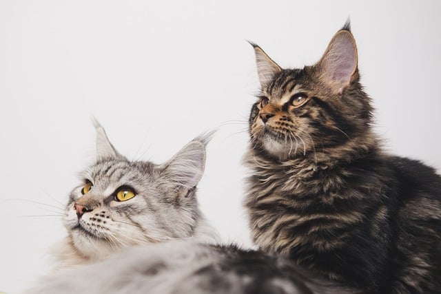 Tabby Cats