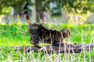 tabby-cats-640x480-21772157.jpeg
