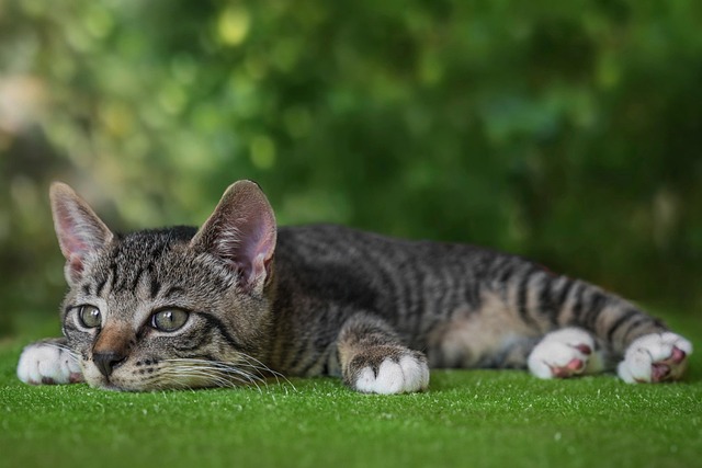 Tabby Cats
