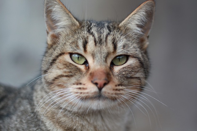 tabby-cats-640x480-40363412.jpeg