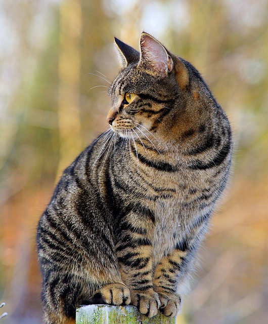 Tabby Cats