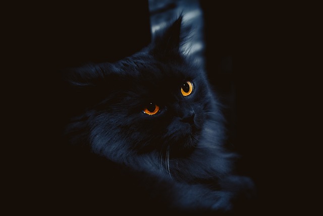 Tabby Cats
