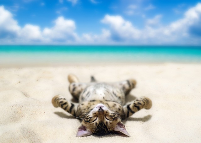 Tabby Cats