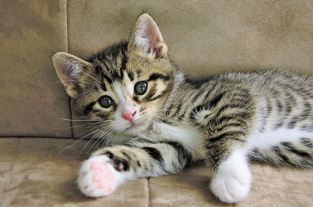 Tabby Cats