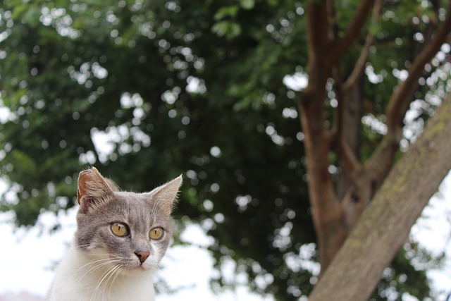 Tabby Cats