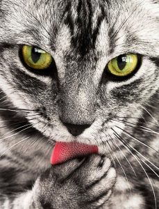 tabby-cats-640x480-57659038.jpeg