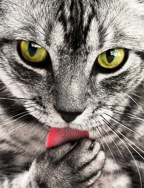 tabby-cats-640x480-57659038.jpeg