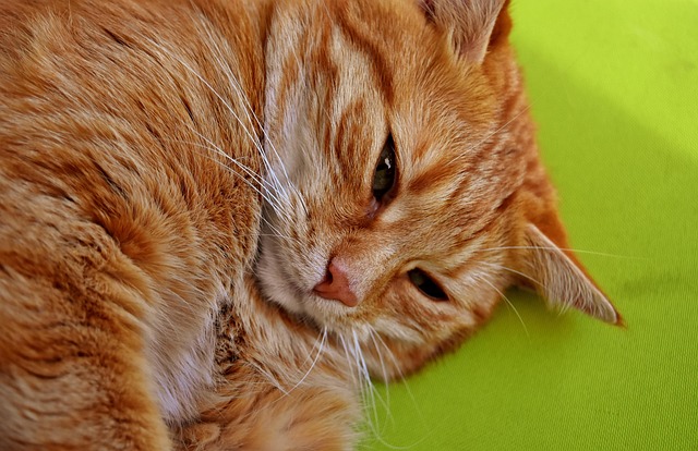 Tabby Cats