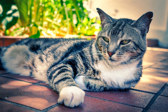 Tabby Cats